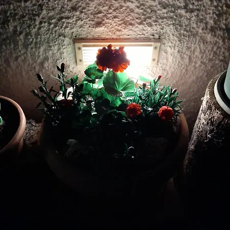 Nika * بريمونتيرا